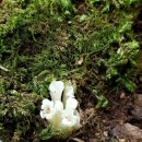 가지더부살이의 효능 이미지