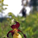 복주머니 이미지