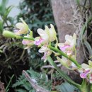 나도풍란 (학명 Aerides japonicum Rchb.f.)[노란나비난초] [대엽풍란] [대풍란] 이미지