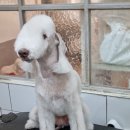 달이네 애견미용실 이미지