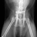 바우동물병원 이미지