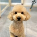 ✂️ 코코 미용 후기｜테디베어 컷이 이렇게 잘 어울릴 줄이야