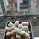 염농장 이미지