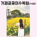 [거제 공곶이] 주말 편히 주차하는 시간 꿀팁 화장실 빠른길 후기 수선화개화상태