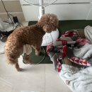 시마동물병원 | 노원구 우리들동물종합병원 노령견 슬개골탈구수술 후기