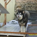 강아지사랑 이미지