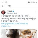 고양이 털로 모자를 만드는 법! 이미지