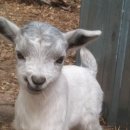 아기염소 이미지