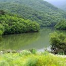 상주 상현리 반송 이미지