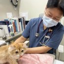 꿈에 동물병원 이미지