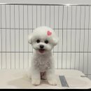 쁘띠멍살롱 이미지