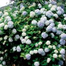 개-1번지 이미지