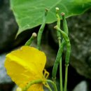 애기똥풀 이미지