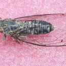 맴맴 - 광산구 임방울대로826번길 19-20 | 맴맴