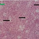 잉어의 폭스병 증상의 잉어과 로치와 asp에서 발견된 CyHV-5 이미지