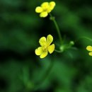 싸리재샘 이미지