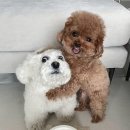 금암시골양념통닭 이미지