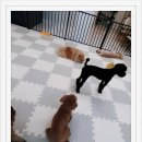 미스터 멍 애견샵 이미지