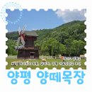 삼일목장 | 경기도 양평 양떼목장 서울근교로 나들이 가볼만한곳 먹이주기 체험