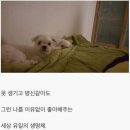 개바라기 이미지