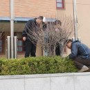 안산시 학현초등학교 국기게양대 앞 무궁화나무 식재(4. 8) 이미지