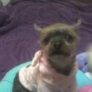 엄지공주 이미지