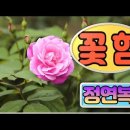 꽃힘
