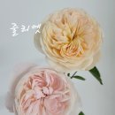 줄리엣이뽀