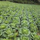 해남 베타(항암)절임배추 예약 받습니다 (11/14~12/24) 이미지