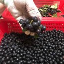 샘골농원 이미지