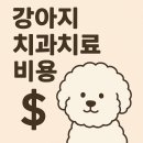 강아지 치주염, 어금니발치, 스켈링, 치과비용 후기, 14살 비숑