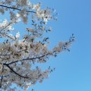 "淸明과寒食" 청명,한식의 뜻과 유래 양력 4월 5일, 오동나무 이미지