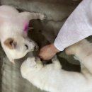 운정역 | [국제청년센터] 25.08.14 / 25.08.18 파주 운정역 유기견 보호소 봉사 후기