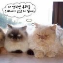 웅 Daum카페