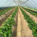 연리지농장 이미지