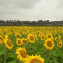 용필농장 이미지