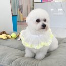 오마이펫 이미지