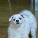 시블링즈 이미지