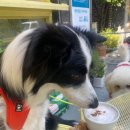 댕스베리 이미지