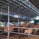 강화축산 이미지