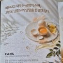 엘리비아