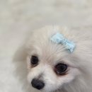 행복한자원봉사센터 | 인천 유기견 봉사 활동 후기 | 안락사 없는 '행복한 유기견 세상' 리모델링 후 방문기