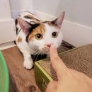 묘랑 고양이 전문호텔 이미지