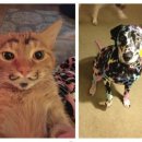 개구장이 이미지