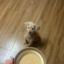 보양죽 | 펫라벨 보양비법 삼계보양죽 내돈내산 후기 🐶