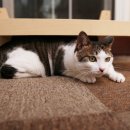 고양이발 이미지