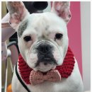 제로네 펫쌀롱 이미지