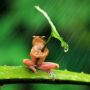 개구리가 비를 피하는 법 (우산 쓴 개구리) 이미지