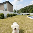 바사리 풀빌라 | 경주 바사리풀빌라 | 애견동반풀빌라 🏡