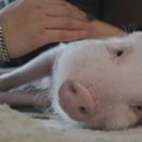 지민이네 농장 이미지